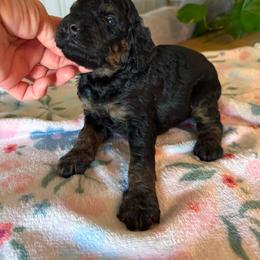 Maple - Tri-color female Bernedoodle puppy in Gilbert, Arizona from Sunburst Doodles
