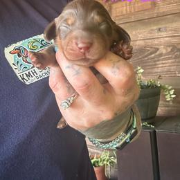 Chocolate and tan girl - Chocolate and tan female Dachshund puppy in Statesville, North Carolina from Kmh Southern Dachshunds