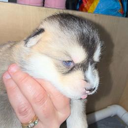 Ferrari - Wolf sable female Pomsky puppy in Greenfield, Minnesota from SRF Pomskies