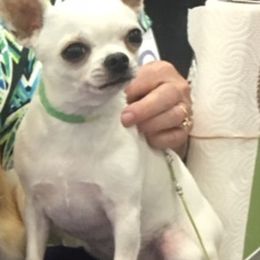 Chihuahua All Grown Up from Schroeder Chihuahuas