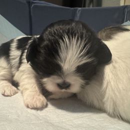 Star - Black and white female Shih Tzu puppy in Success, Missouri from Records Precious Puppies