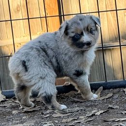 Tillie - Blue merle female Miniature Australian Shepherd puppy in North Lakeport, California from Wild Rose Ranch