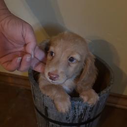 Milo - Fawn (Isabella) male Dachshund puppy in Laurel, Mississippi from BB's Dotsies