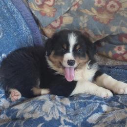 KNIGHT - Black tri-color male Australian Shepherd puppy in Elk Creek, Missouri from Hearts on Fire Australian Shepherds