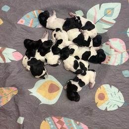A - Black roan female German Shorthaired Pointer puppy in Pierz, Minnesota from RFP Pointers German Shorthaired Pointers