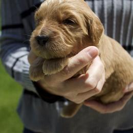 Orange - Apricot female Goldendoodle puppy in Medina, Ohio from Farmer Doodles
