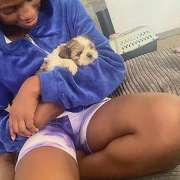 Shih Tzu Puppies from Lady Class Kennel