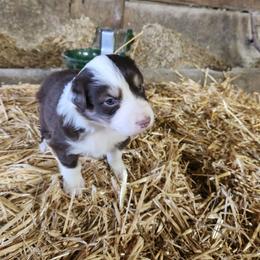 Girl 2 - Red tri-color female Australian Shepherd puppy in Jersey Shore, Pennsylvania from Lone Tree Aussies