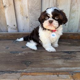 AKC Bentley - Red and white male Shih Tzu puppy in Long Beach, California from Prieto Shih-Tzu's