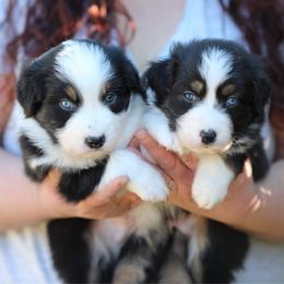 Aussiedoodle and Australian Shepherd Puppies from Double M Aussies