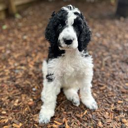 Maui - Parti male Poodle puppy in Harpers Ferry, West Virginia from Oso Perfect Poodles and Doodles