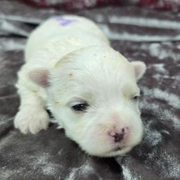Lulu - White and tan female Maltese puppy in Neosho, Missouri from Cooley's Cuddle Pups