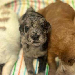 Purple Collar - Merle female Goldendoodle puppy in Stockton, California from Port City Doodles