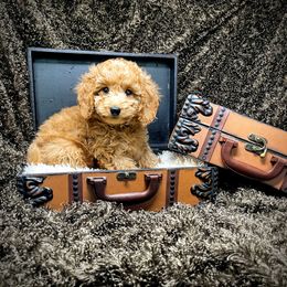 Goldendoodle Puppies from Ming’s Dynasty Doodles