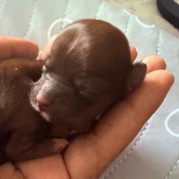 Girl 4 - Black gold and white female Shorkie puppy in Florida from Shorkie Land
