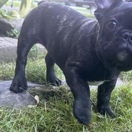 French Bulldog Puppies from Camarra King