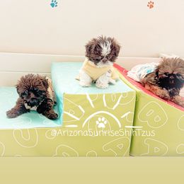 Shih Tzu Puppies from Arizona Sunrise Shih Tzus