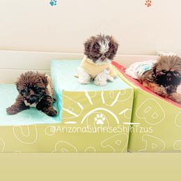 Shih Tzu Puppies from Arizona Sunrise Shih Tzus