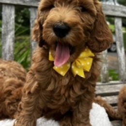 Goldendoodle Puppies from Loving Doodles