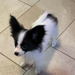 Tiny Dancer - White and black female Papillon puppy in Central Florida, Florida from Sunshine Papillons Central Florida