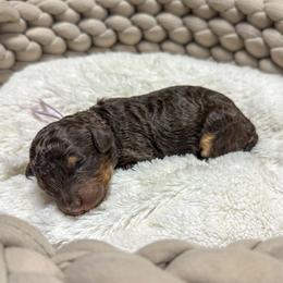 Rice Krispies - Phantom female Bernedoodle puppy in Rose Hill, North Carolina from Red Door Canines