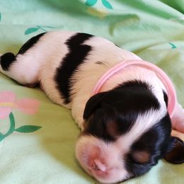 Cavalier King Charles Spaniel Puppies from Jackson's Cavaliers