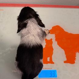 Yang - Piebald male Dachshund puppy in Irving, Texas from DFW Dachshunds by G & S