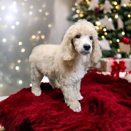 Poodle Puppies from Impressive Cartwright Poodles