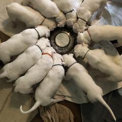 Dogo Argentino and Greyhound Puppies from Wayward Dogos and Hounds