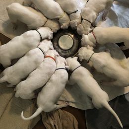 Dogo Argentino and Greyhound Puppies from Wayward Dogos and Hounds