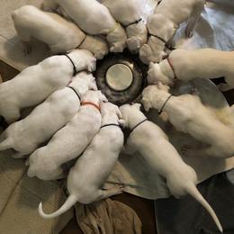 Dogo Argentino and Greyhound Puppies from Wayward Dogos and Hounds
