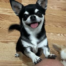 Eli - Chihuahua