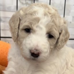 Girl 2 - Poodle puppy in Wildomar, California from Pounds Puppies Poodles
