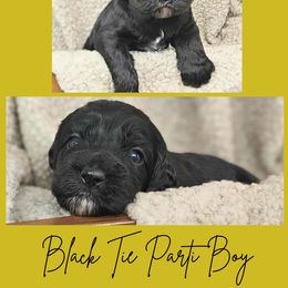 Black Abstract Male - Black and white male Cockapoo puppy in Stayton, Oregon from MoSa Ranch Cockapoos