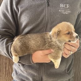 Tulip - Male 3 - Red male Pembroke Welsh Corgi puppy in Jefferson, South Carolina from Blue Creek Farms