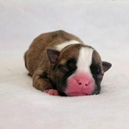 Boston Terrier Puppies from White Valley Boston Terriers