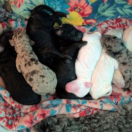 Albus - Merle male Sheepadoodle puppy in Austin, Texas from Darling Doodles