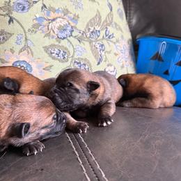 Male 2 - Mahogany male Belgian Malinois puppy in Denver, Colorado from Morales Kennels