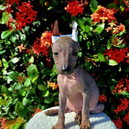Girl 3 - Liver female Xoloitzcuintli puppy in Myakka, Florida from Experience The Wild