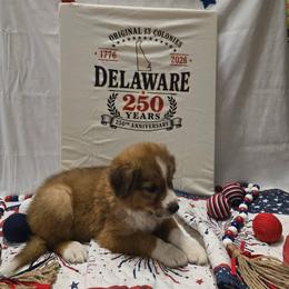 Dell - Sable and white male English Shepherd puppy in Ozark, Missouri from Town & Country English Shepherds