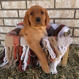 Jack - Yellow male Labrador Retriever puppy in Melrose, New Mexico from ECMO Farm Dalmatians & Labrador Retrievers