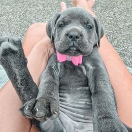 Nala - Gray female Cane Corso puppy in Kent, Washington from Grande Kennels