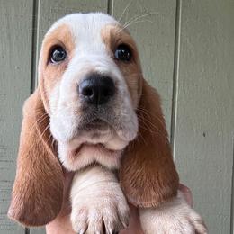 Girl 1 - Red and white female Basset Hound puppy in St. Cloud, Florida from Fancy Hounds