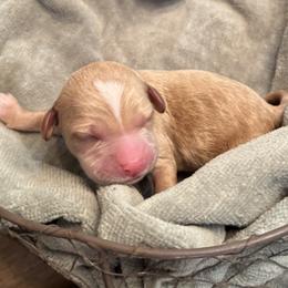 Ernie - Apricot male Labradoodle puppy in Bruceton Mills, West Virginia from Adonai Ra'ah Farms