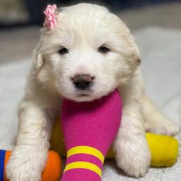 Light Pink Girl - White female Great Pyrenees puppy in Red Bluff, California from River's Bend Walnut Orchard