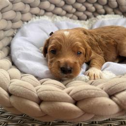 Branch - Red  male Goldendoodle puppy in Rose Hill, North Carolina from Red Door Canines