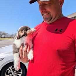 Jeanie - Blue merle and white female American Corgi puppy in Shawnee, Oklahoma from Sunray Ranch