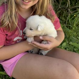 Groot - White male German Shepherd puppy in Perkasie, Pennsylvania from Twila Ruth Herot