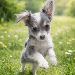 Merle Haggard - Blue merle male Chihuahua puppy in Drumright, Oklahoma from Fancy Pants Chihuahua’s