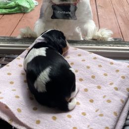 Cavalier King Charles Spaniel Puppies from Kids and Canines